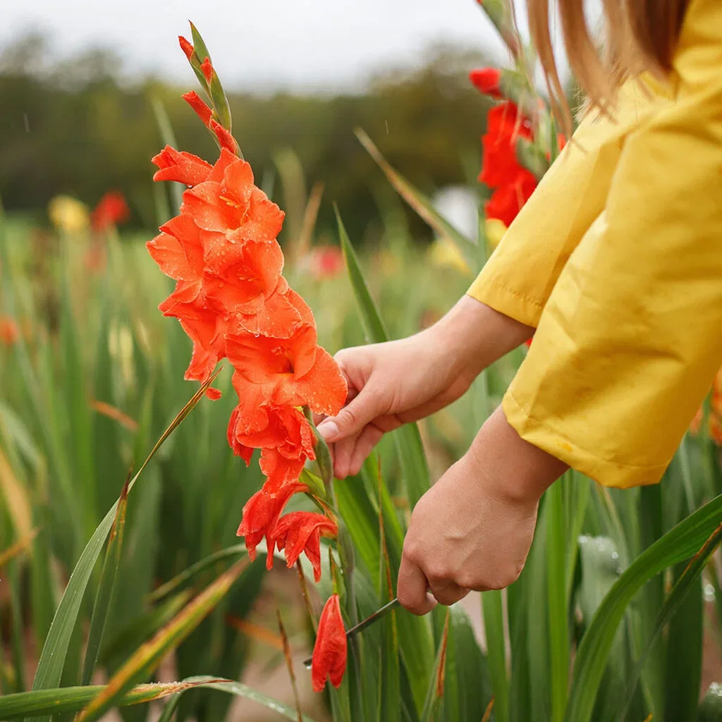 Gladioler – planting og stell 