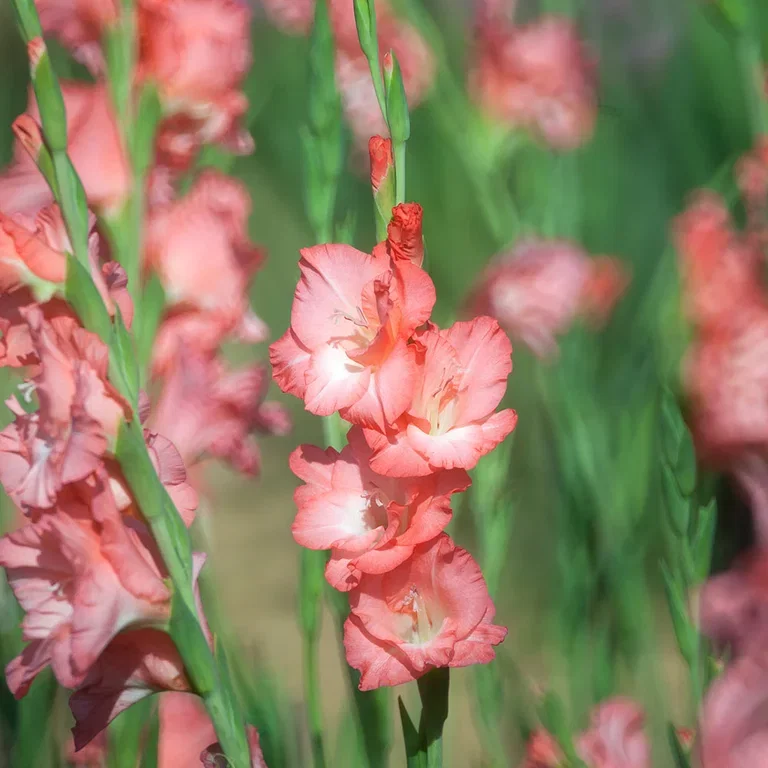 Gladioler – planting og stell 