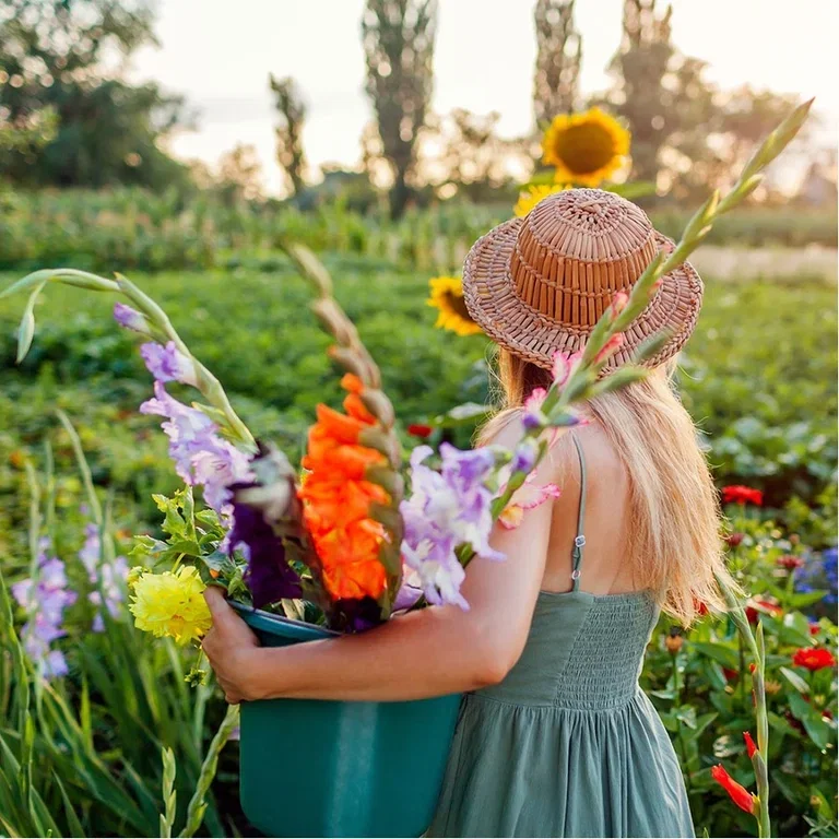 Gladioler – planting og stell 