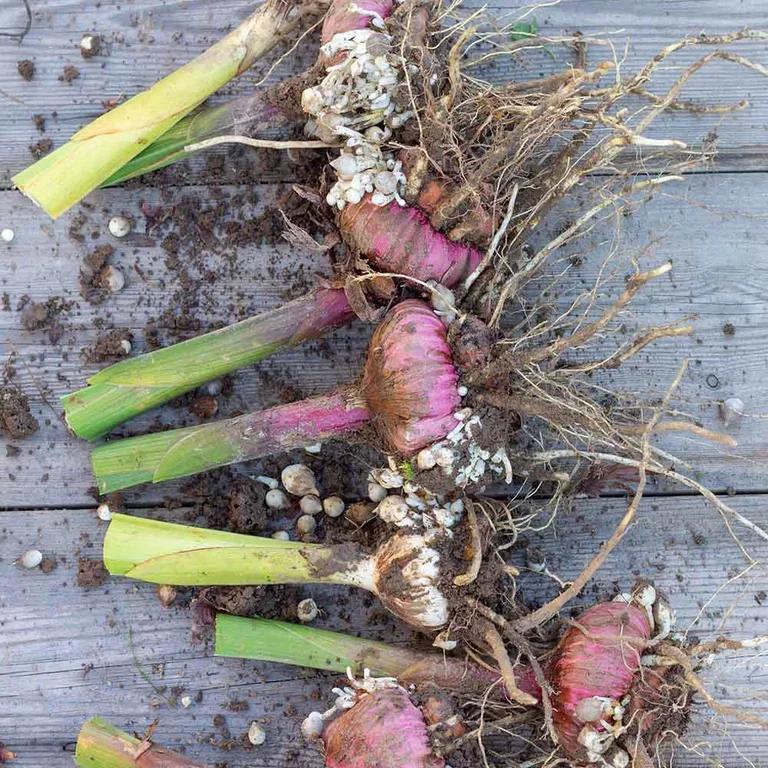 Gladioler – planting og stell 