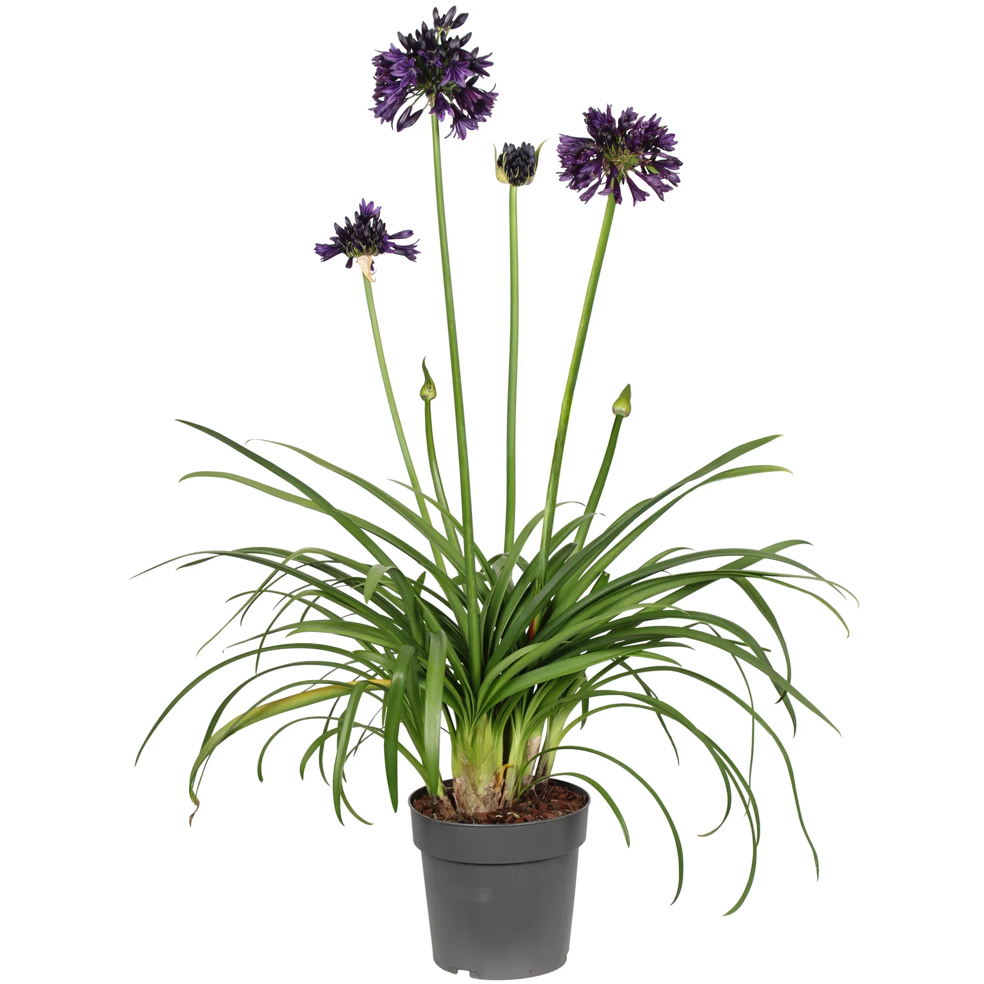 Agapanthus 'Black Jack'