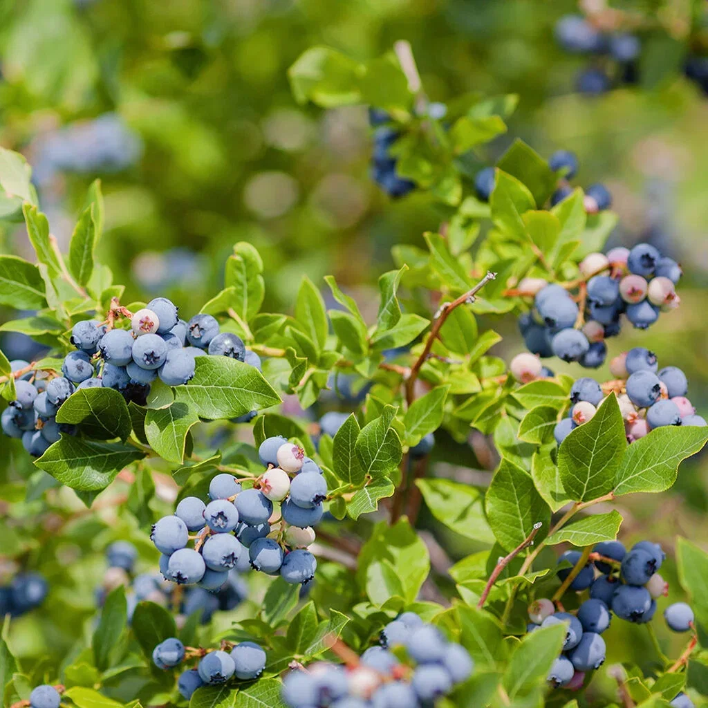 Blåbær – slik dyrker du dine egne 