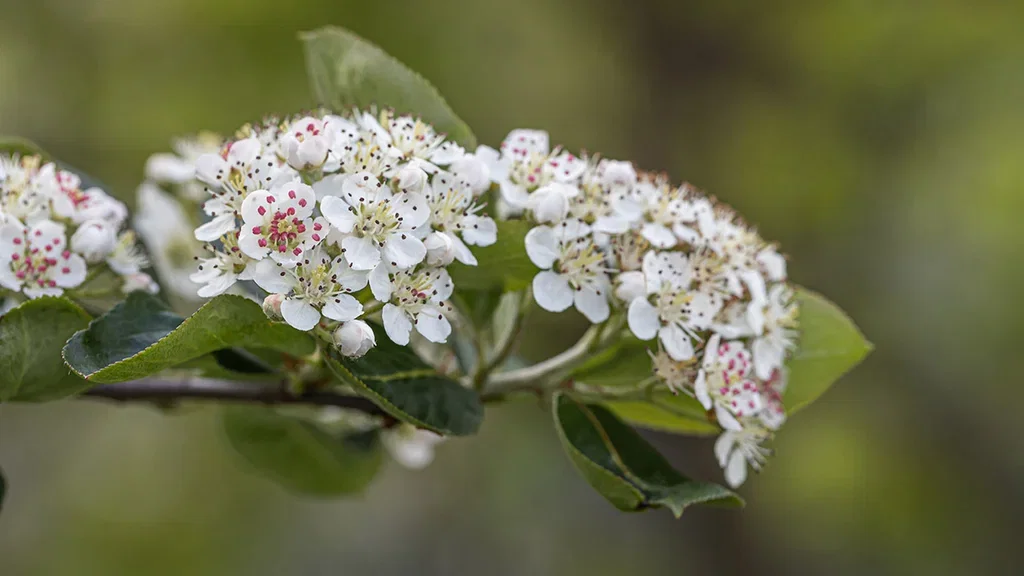 Aronia (svartsurbær) – planting og stell 