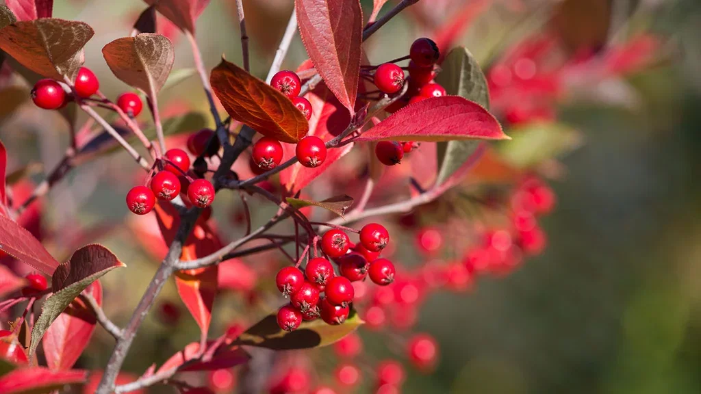 Aronia (svartsurbær) – planting og stell 