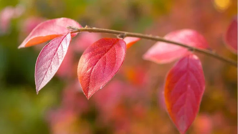 Aronia (svartsurbær) – planting og stell 