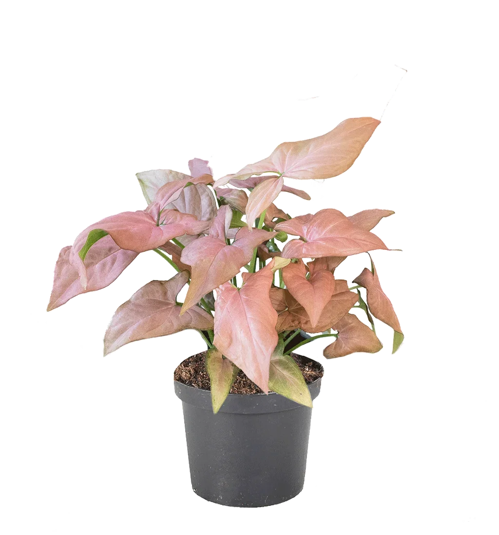 Syngonium 'Strawberry Ice'