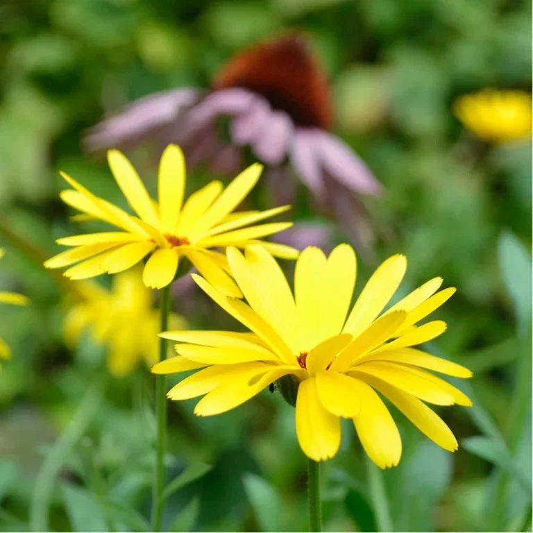 Fast-growing vegetables and flowers - last-minute cultivation