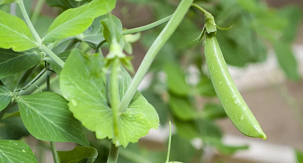 Sukkererter – slik dyrker du dine egne 