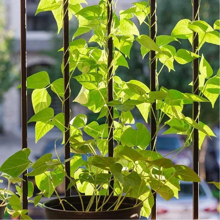 Klatreplanter og slyngplanter på balkongen 