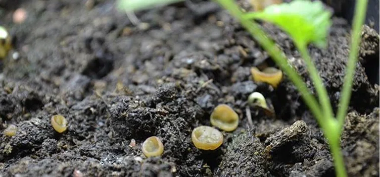 Micro-life - the garden's smallest helper