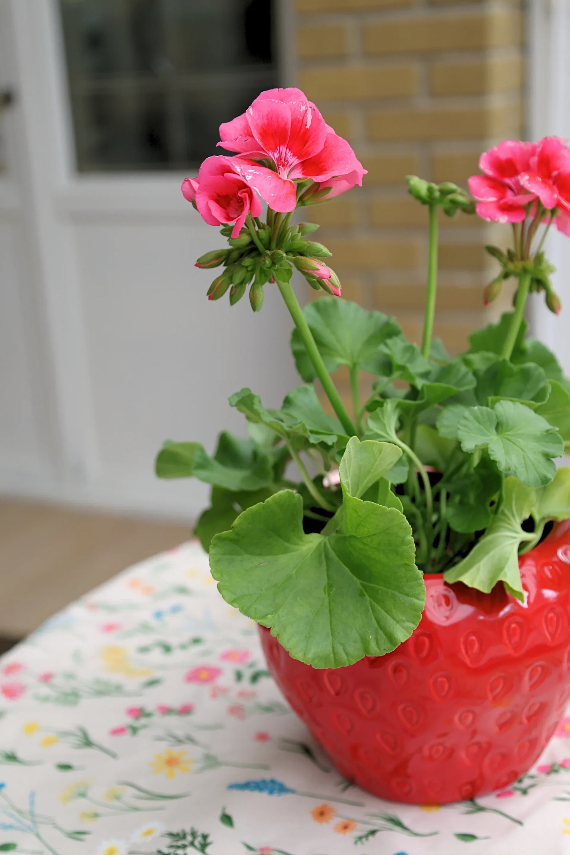 Strawberry pot D 17 red