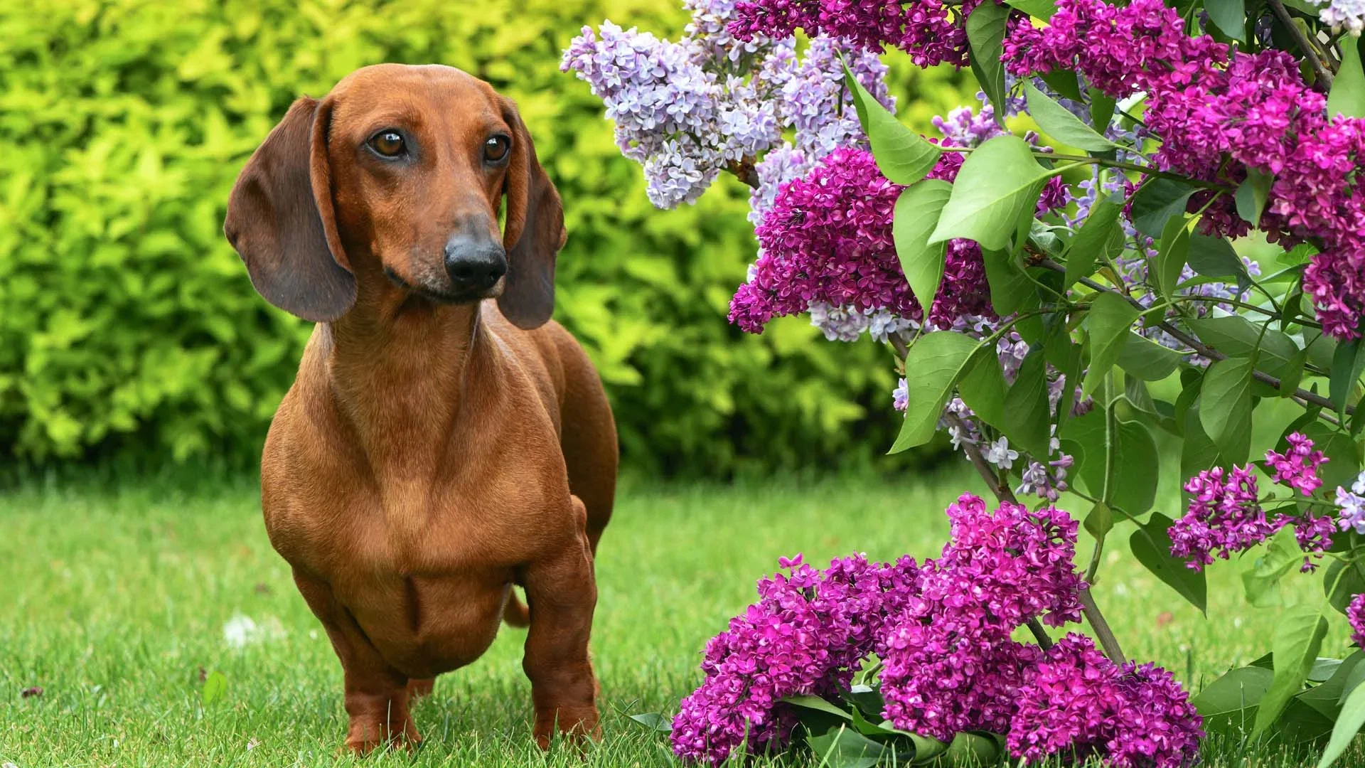 Slik lager du en herlig hage for hund og katt