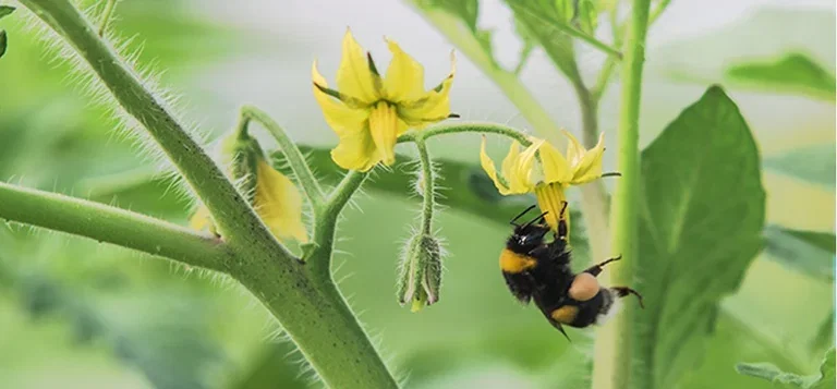 Hjelp pollinatorene i hagen og få en større innhøsting 