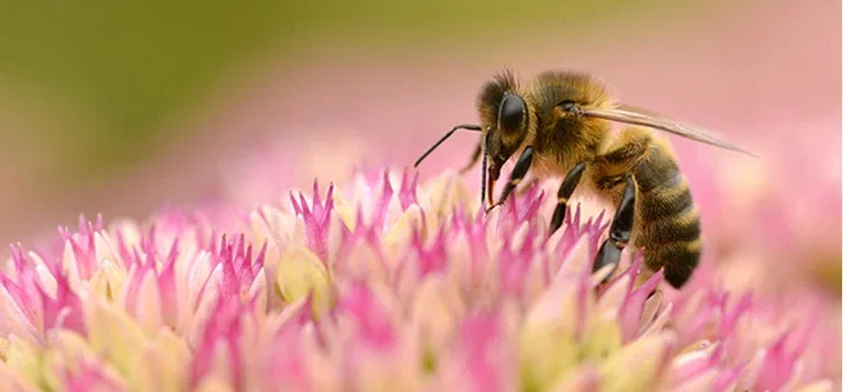Hjelp pollinatorene i hagen og få en større innhøsting 