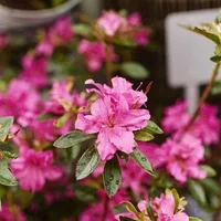 Azalea - facts and advice on care