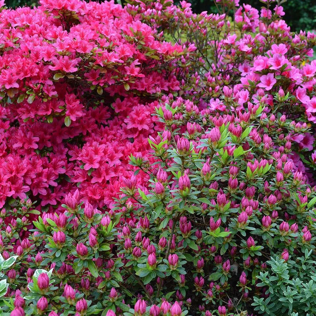 Azalea - facts and advice on care