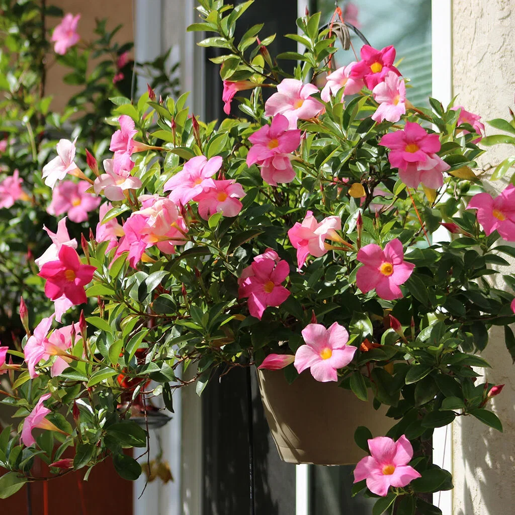 Ynde (Mandevilla) – stell og overvintring