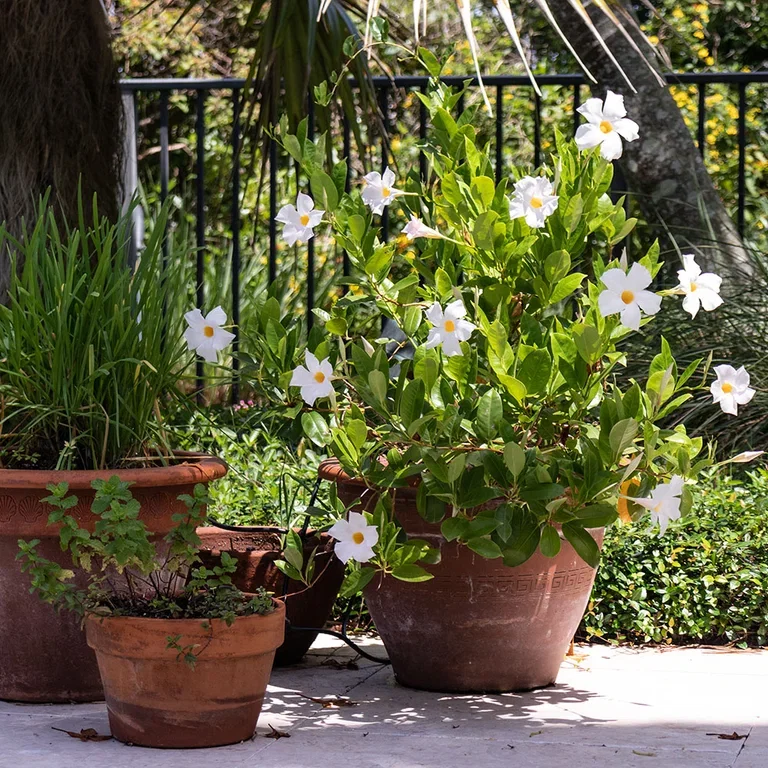Ynde (Mandevilla) – stell og overvintring