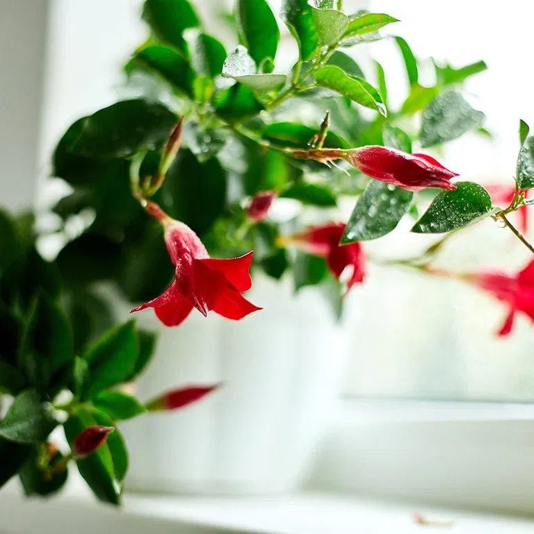 Ynde (Mandevilla) – stell og overvintring