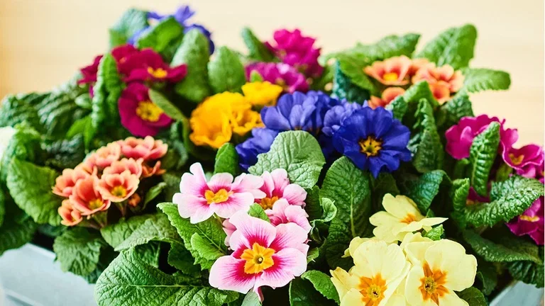 Start våren tidlig – sats på vårblomster som tåler frost 