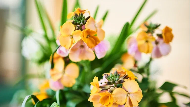 Start våren tidlig – sats på vårblomster som tåler frost 