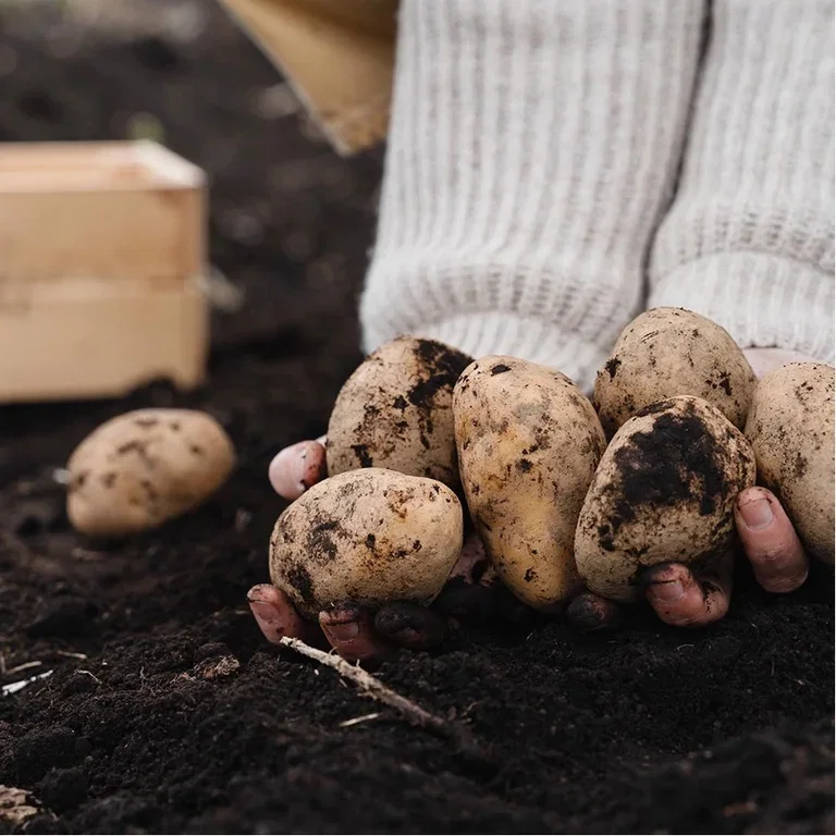 Get started with emergency gardening