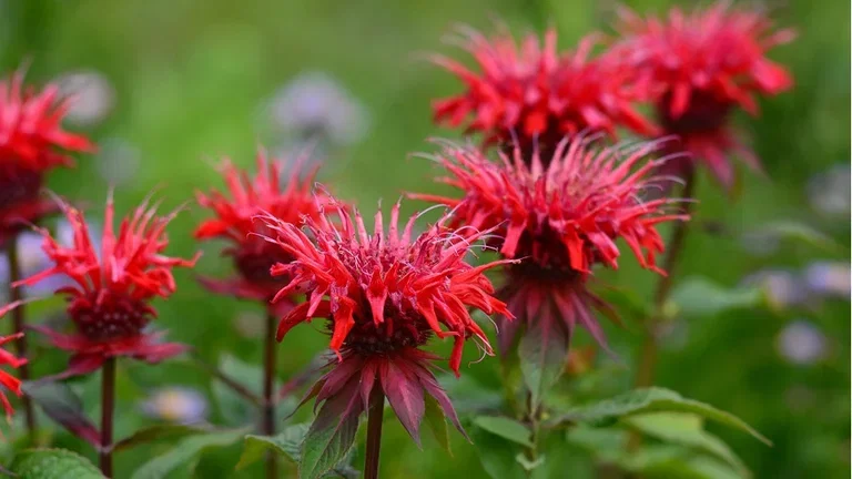 Grow your own tea - 6 plants for your teacup