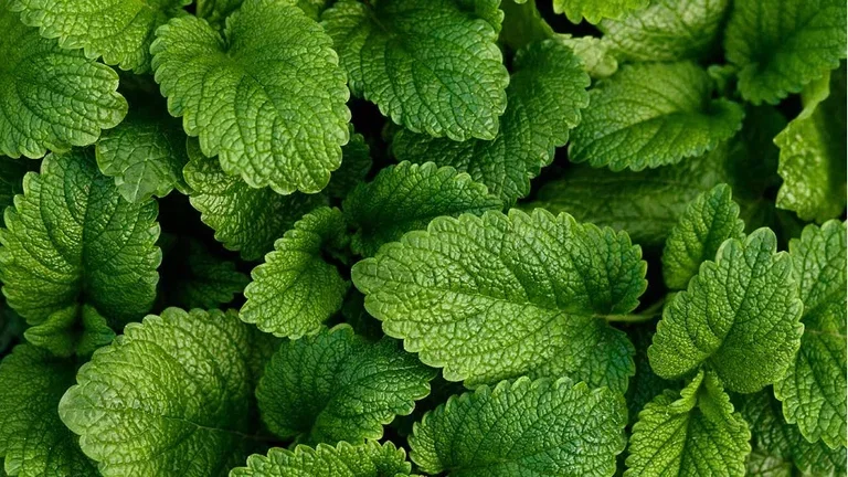 Grow your own tea - 6 plants for your teacup