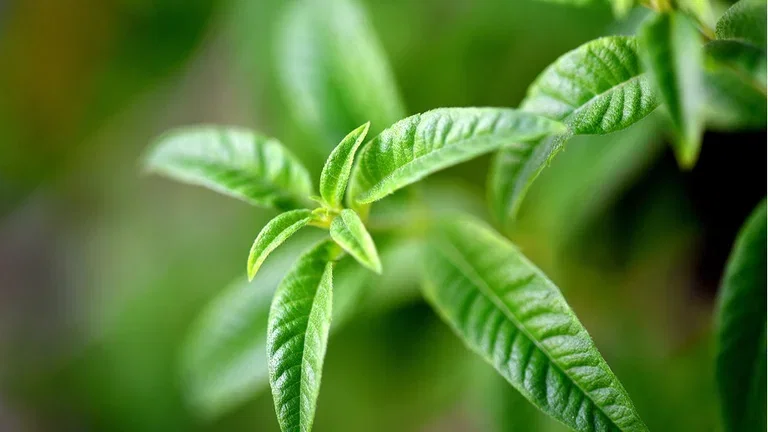 Grow your own tea - 6 plants for your teacup