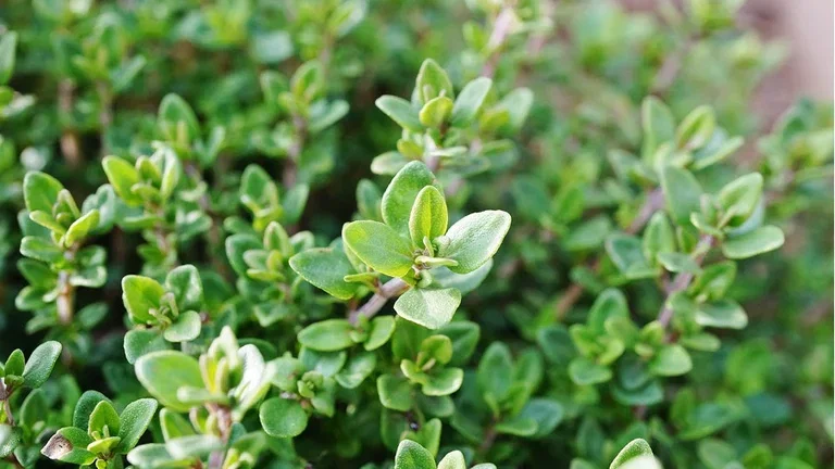 Grow your own tea - 6 plants for your teacup