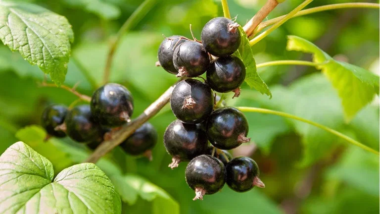 Grow your own tea - 6 plants for your teacup
