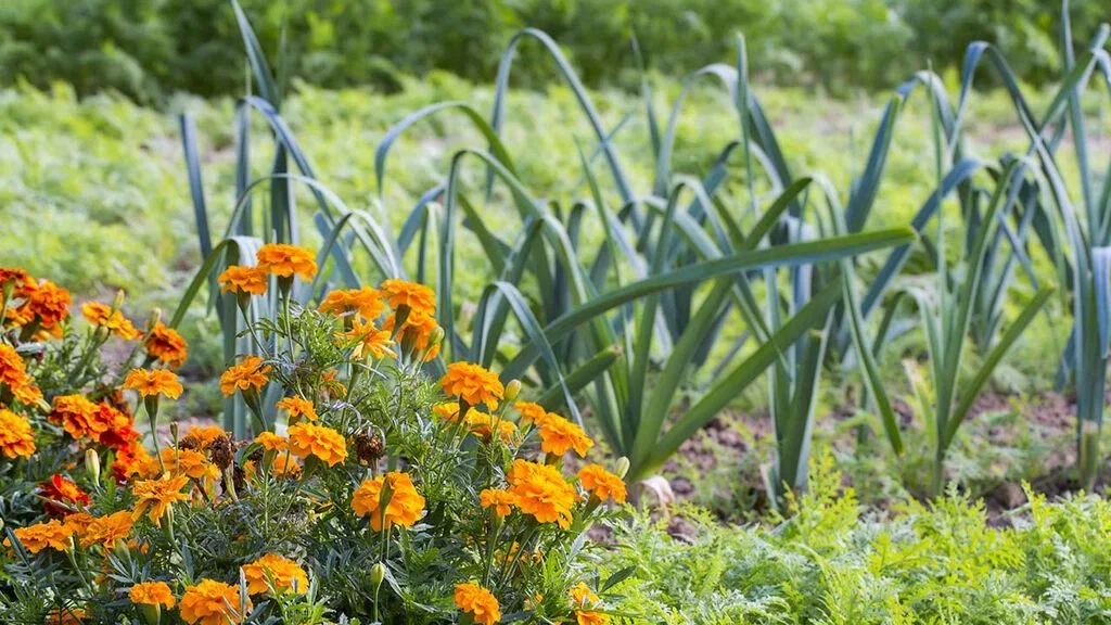 Cultivate beautiful gardens - counteract harmful nematodes