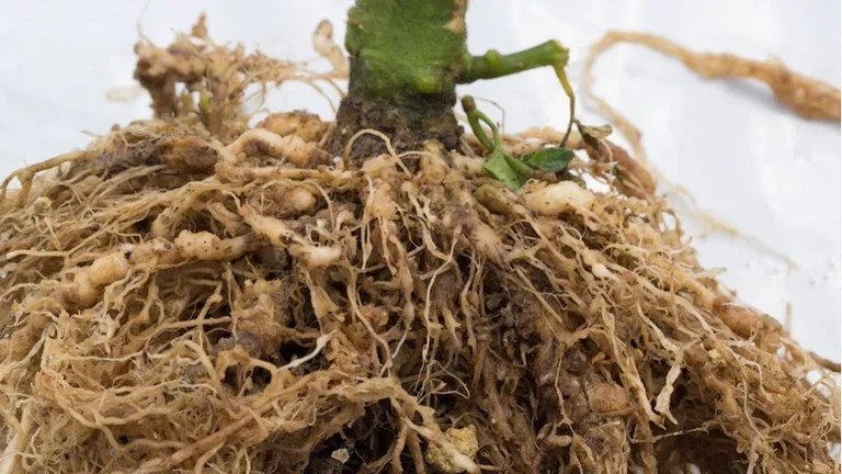 Cultivate beautiful gardens - counteract harmful nematodes