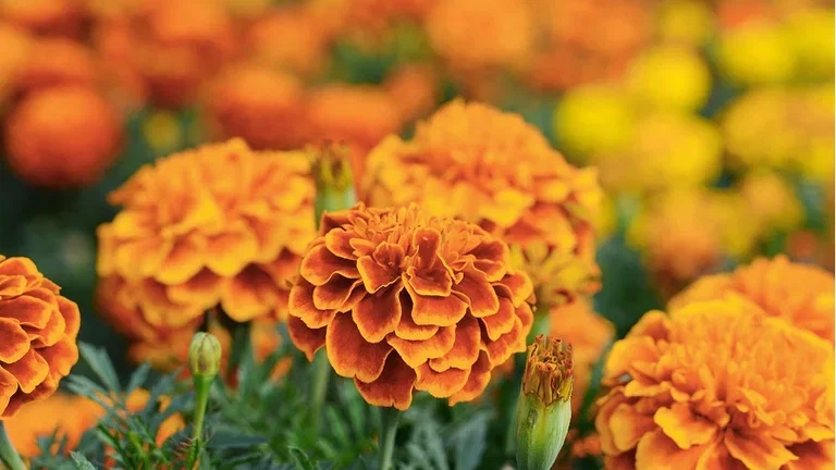 Cultivate beautiful gardens - counteract harmful nematodes