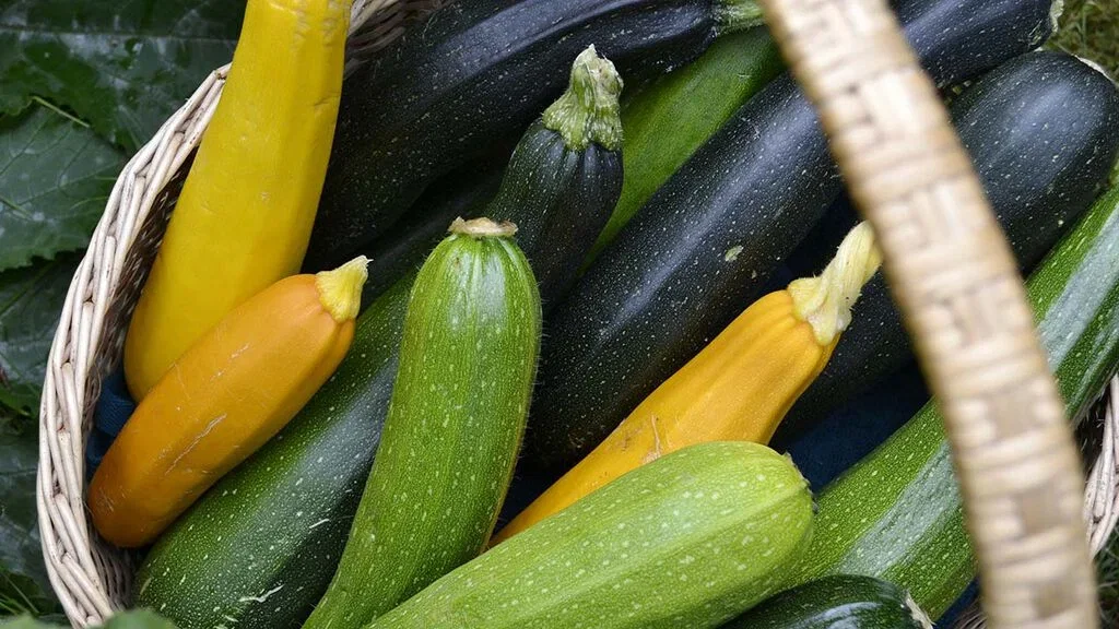 8 ways to use and store zucchini