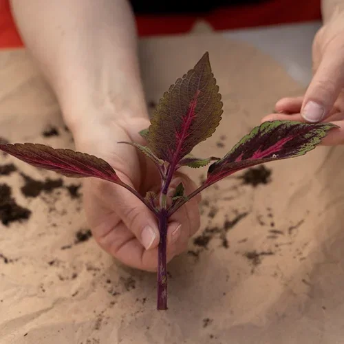 This is how you take cuttings of Coleus (painted nettle)