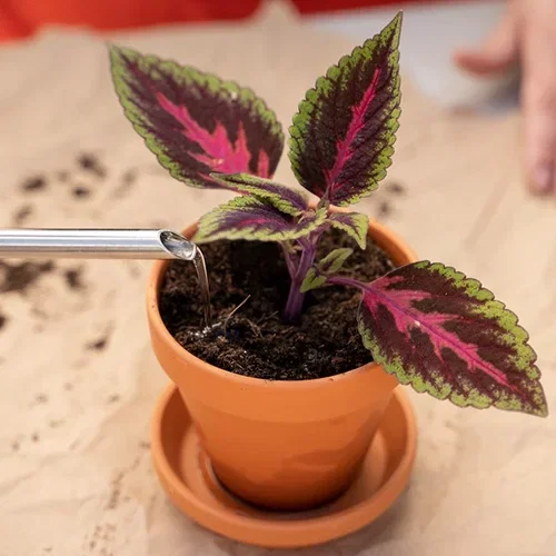 This is how you take cuttings of Coleus (painted nettle)