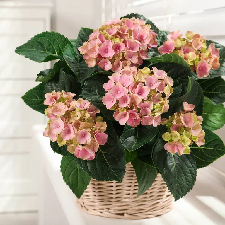 Innred med blomstrende planter innendørs