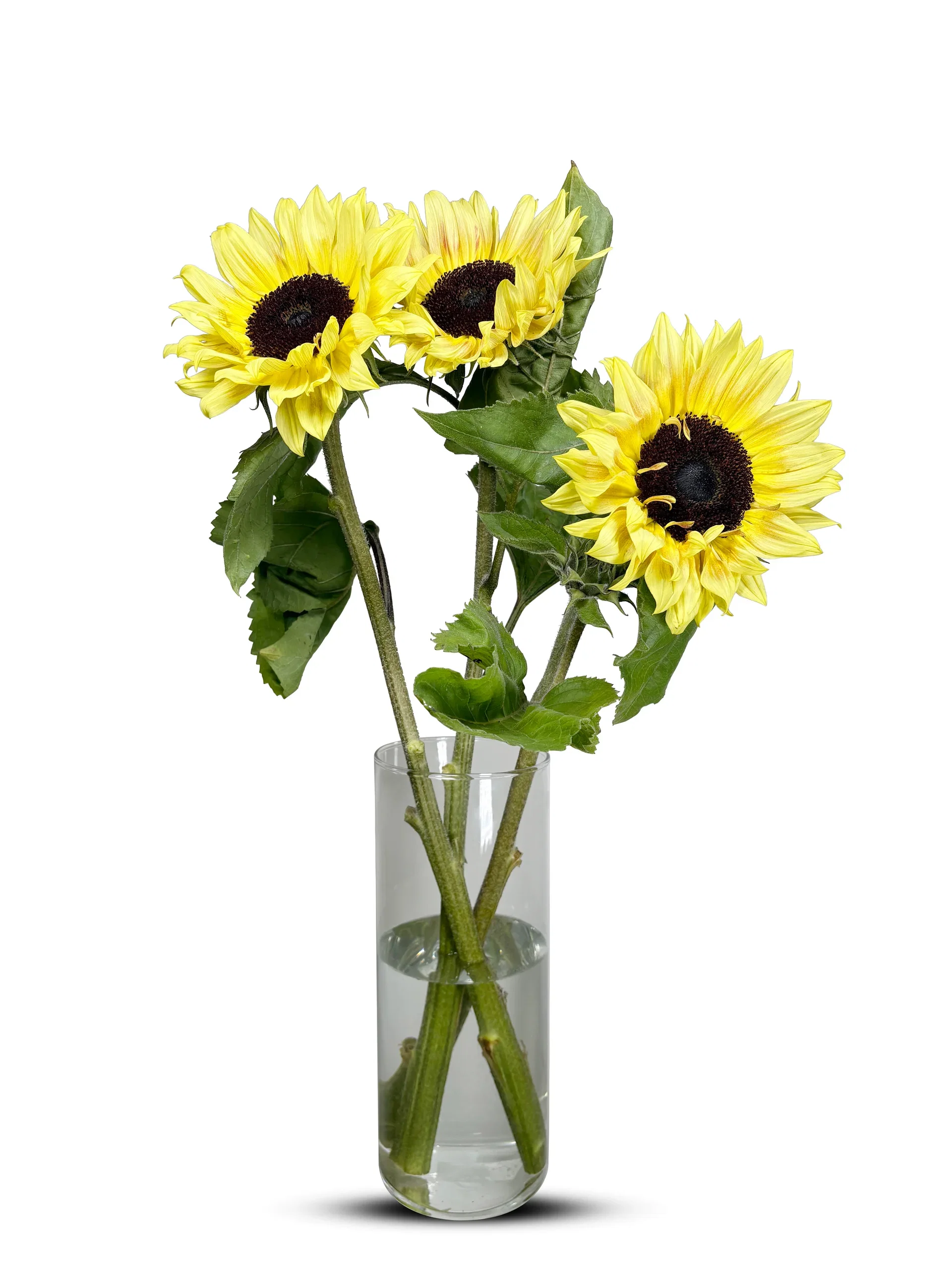 Solsikke 3pk