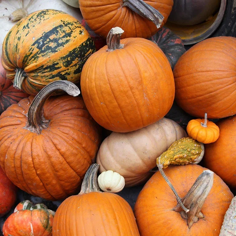 Pynt til Halloween med blomster og gresskar