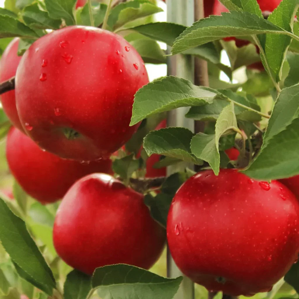 Summerred Apple Tree - 10L Pot