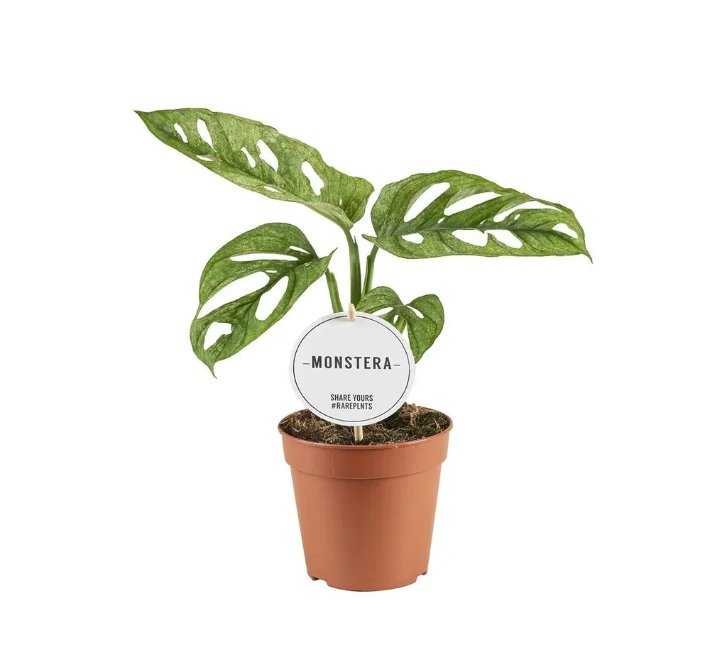 Monstera adansonii 'Mint'