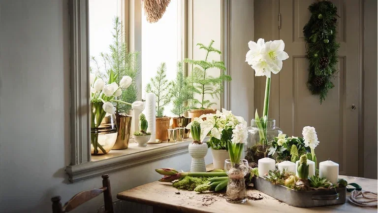 Juleblomster som skaper julestemning 