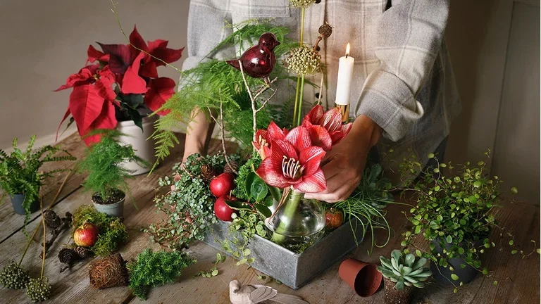 Juleblomster som skaper julestemning 