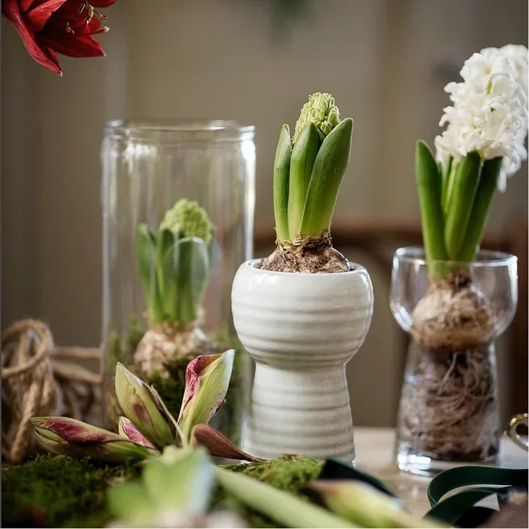Gi nytt liv til julens blomster – plant om eller ut