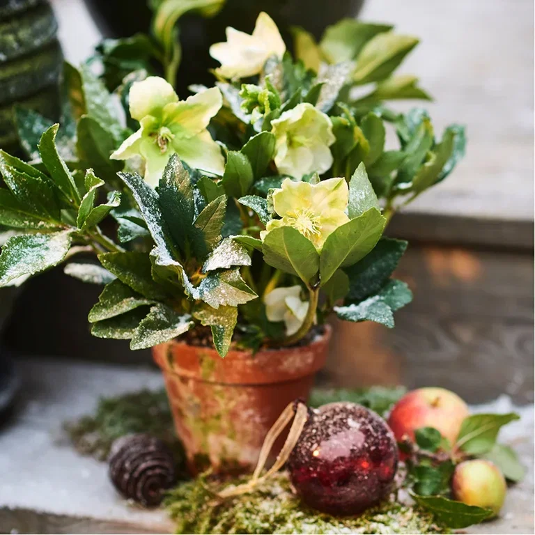 Gi nytt liv til julens blomster – plant om eller ut