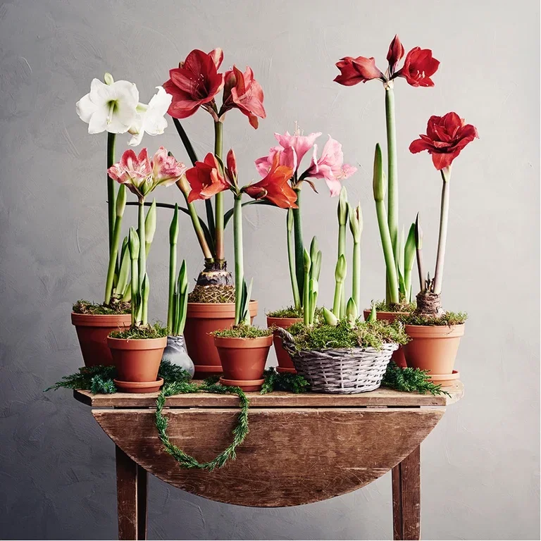 Gi nytt liv til julens blomster – plant om eller ut