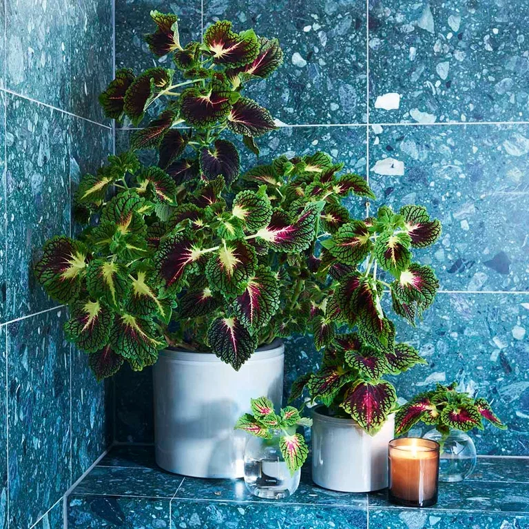 Coleus (Praktspragle) – fakta og råd om stell