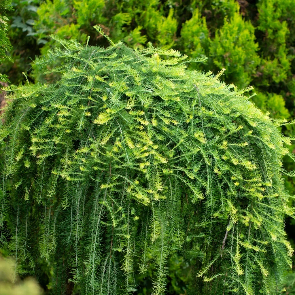 Japansk lerk 'Boring Weeper' tre