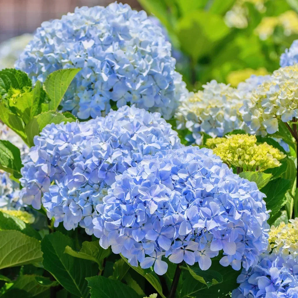 Hydrangea macrophylla Indoor/Outdoor Plant